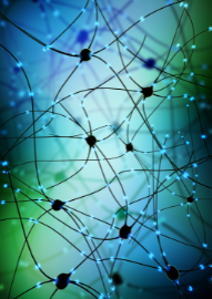 Biological Neural Network