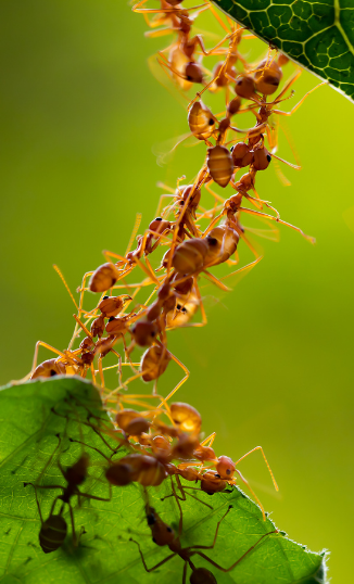 Collective Computation