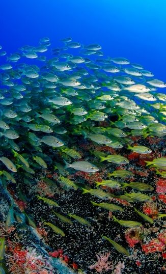 Collective Intelligence