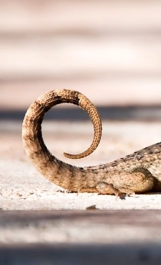 Regenerative Medicine