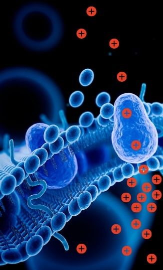 Non-Neural Bioelectricity